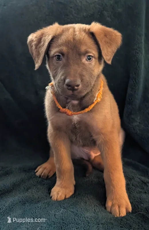 Pumpkin – Belgian Malinois, Alaskan Husky puppy for sale in Converse, TX