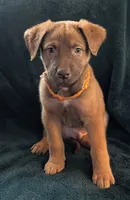 Pumpkin, a male Belgian Malinois and Alaskan Husky for sale in Converse, TX – 2 of 2