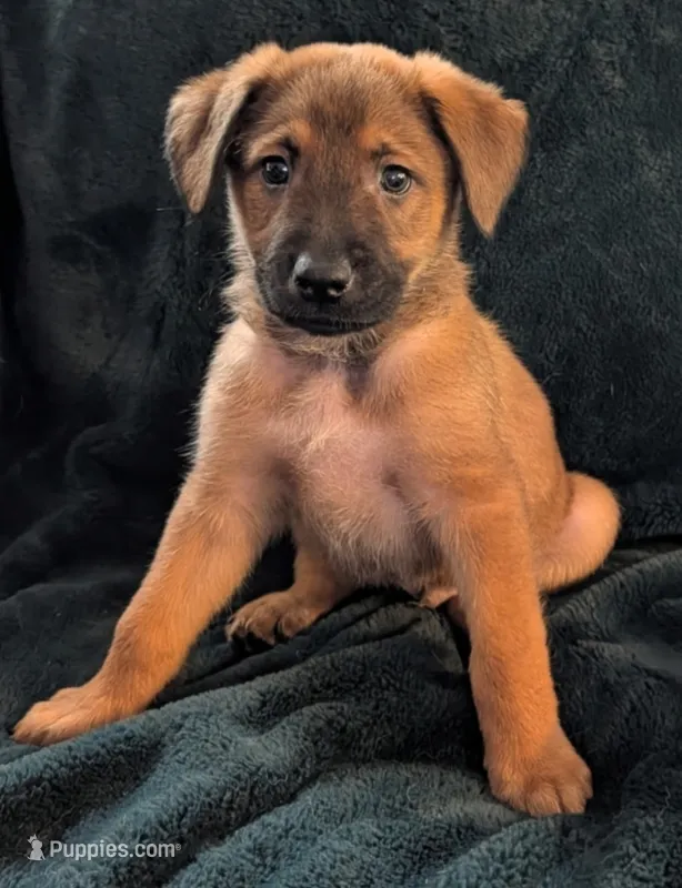 DooDude – Belgian Malinois, Alaskan Husky puppy for sale in Converse, TX