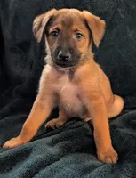 DooDude, a male Belgian Malinois and Alaskan Husky for sale in Converse, TX – 2 of 2
