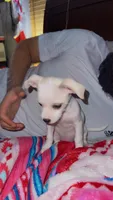 Puppy 4, a male Chihuahua for sale in Arlington, TX – 2 of 5