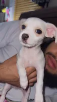 Puppy 4, a male Chihuahua for sale in Arlington, TX – 5 of 5