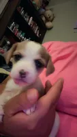 Chimuelo, a male Chihuahua for sale in Arlington, TX – 5 of 10