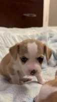Puppy 2, a male Chihuahua for sale in Arlington, TX – 2 of 2