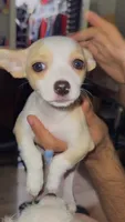 Puppy 3, a male Chihuahua for sale in Arlington, TX – 2 of 2