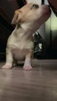 Chimuelo, a male Chihuahua for sale in Arlington, TX – 9 of 10