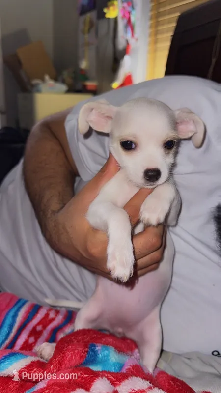 Puppy 4 – Chihuahua puppy for sale in Arlington, TX