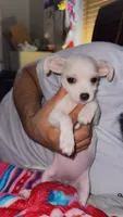 Puppy 4, a male Chihuahua for sale in Arlington, TX – 1 of 5