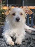 Chimuelo, a male Chihuahua for sale in Arlington, TX – 6 of 10