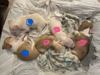 Puppy 4, a male Chihuahua for sale in Arlington, TX – 4 of 5