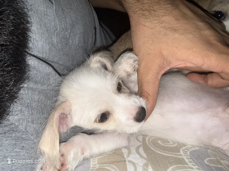 Chimuelo – Chihuahua puppy for sale in Arlington, TX
