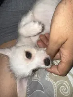Chimuelo, a male Chihuahua for sale in Arlington, TX – 2 of 10