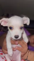 Puppy 4, a male Chihuahua for sale in Arlington, TX – 3 of 5