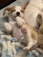 Chimuelo, a male Chihuahua for sale in Arlington, TX – 4 of 10