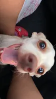 Chimuelo, a male Chihuahua for sale in Arlington, TX – 8 of 10