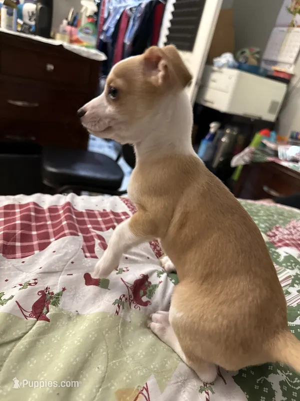Puppy 3 – Chihuahua puppy for sale in Arlington, TX