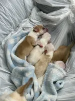 Chimuelo, a male Chihuahua for sale in Arlington, TX – 3 of 10