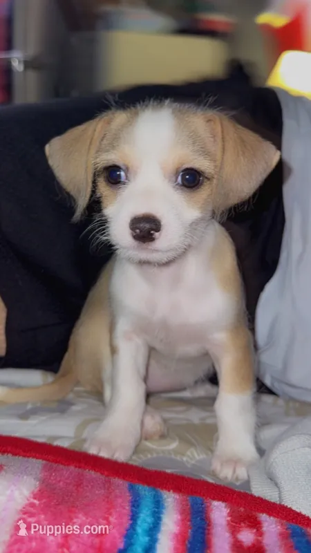 Puppy 2 – Chihuahua puppy for sale in Arlington, TX