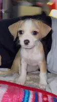 Puppy 2, a male Chihuahua for sale in Arlington, TX – 1 of 2