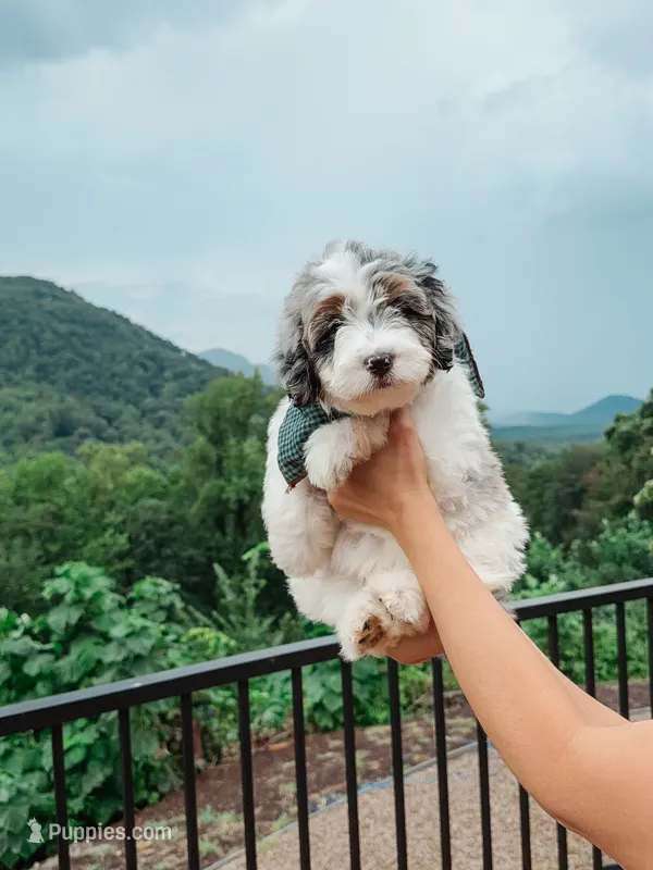 Reed – Miniature Bernedoodle, Miniature Aussiedoodle puppy for sale in Tryon, NC