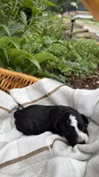 Nova, a female Miniature Bernedoodle and Miniature Aussiedoodle for sale in Tryon, NC – 5 of 7