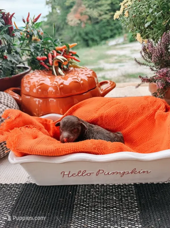 Maple – Miniature Aussiedoodle puppy for sale in Tryon, NC