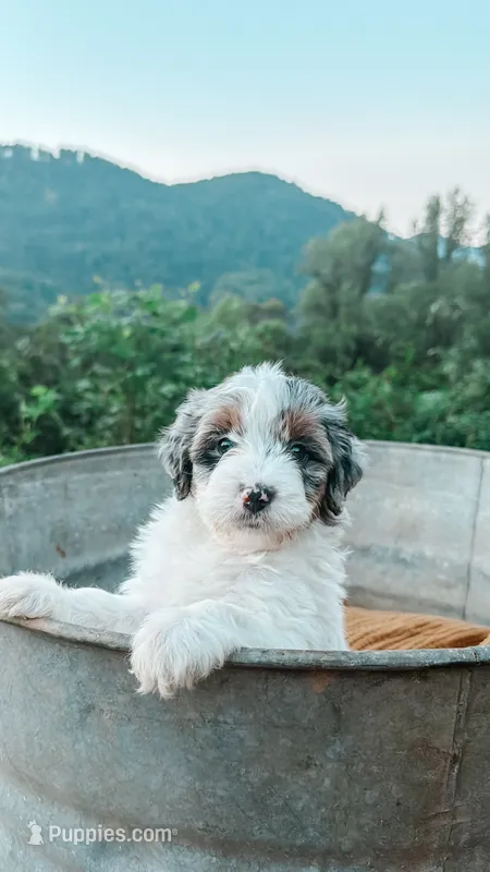 Reed – Miniature Bernedoodle, Miniature Aussiedoodle puppy for sale in Tryon, NC