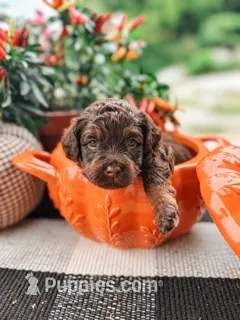 Brooks – Miniature Aussiedoodle puppy for sale in Tryon, NC