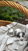 Reed, a male Miniature Bernedoodle and Miniature Aussiedoodle for sale in Tryon, NC – 3 of 4