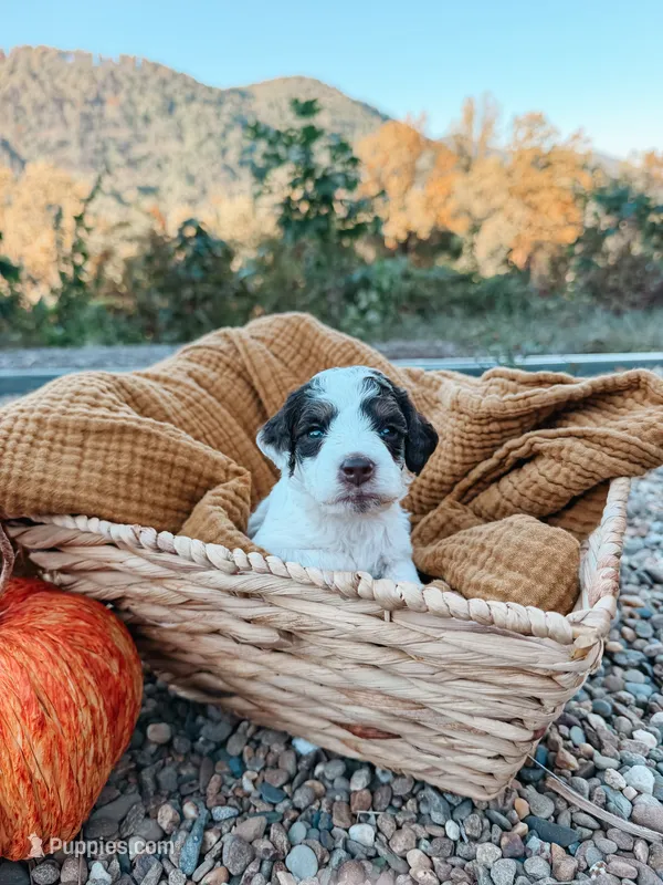 Autumn – Miniature Aussiedoodle puppy for sale in Tryon, NC