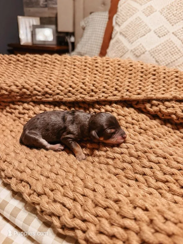 Boone – Miniature Aussiedoodle puppy for sale in Tryon, NC