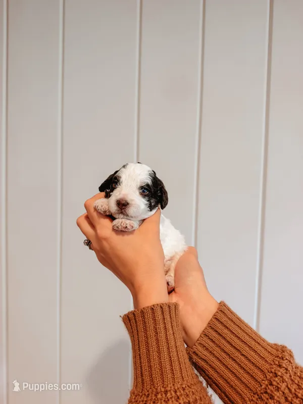 Smokey – Miniature Aussiedoodle puppy for sale in Tryon, NC