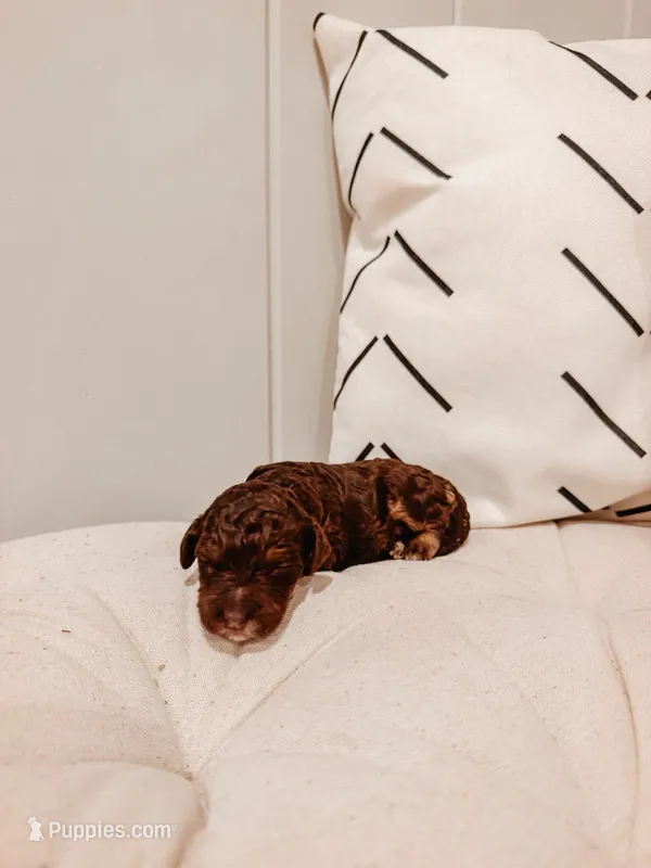 Copper – Miniature Aussiedoodle puppy for sale in Tryon, NC