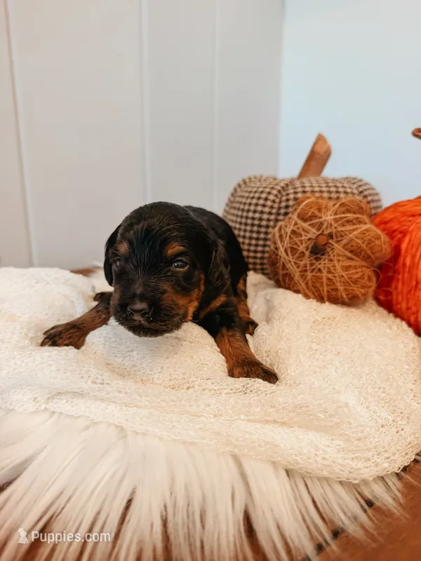Cash – Miniature Aussiedoodle puppy for sale in Tryon, NC