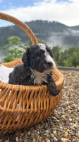 Nova, a female Miniature Bernedoodle and Miniature Aussiedoodle for sale in Tryon, NC – 3 of 7