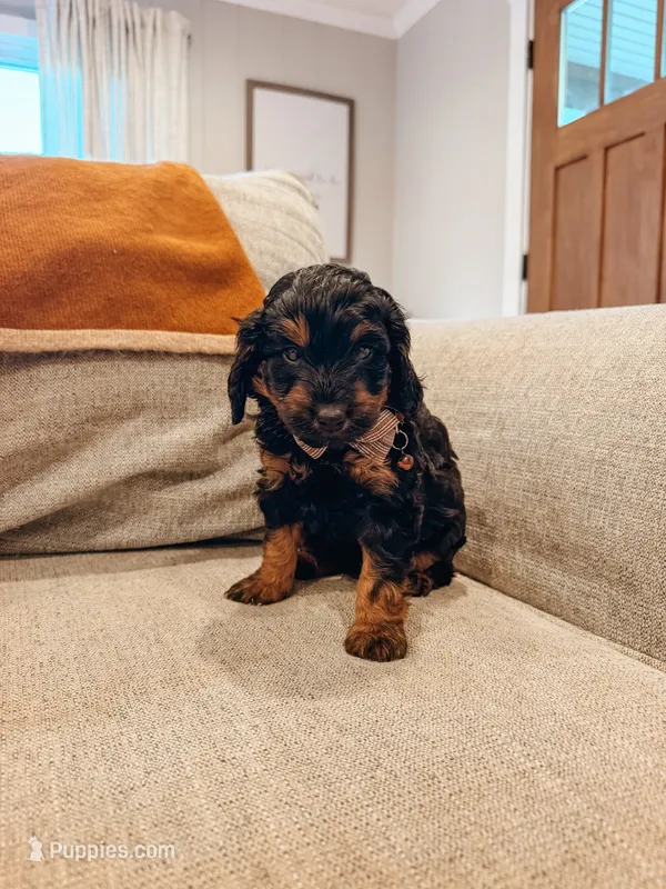 Cash – Miniature Aussiedoodle puppy for sale in Tryon, NC
