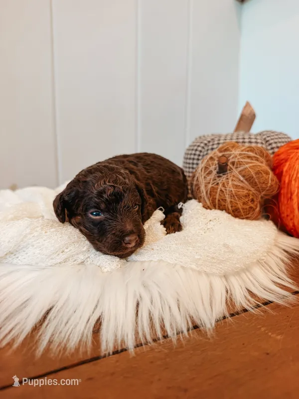 Waylon – Miniature Aussiedoodle puppy for sale in Tryon, NC