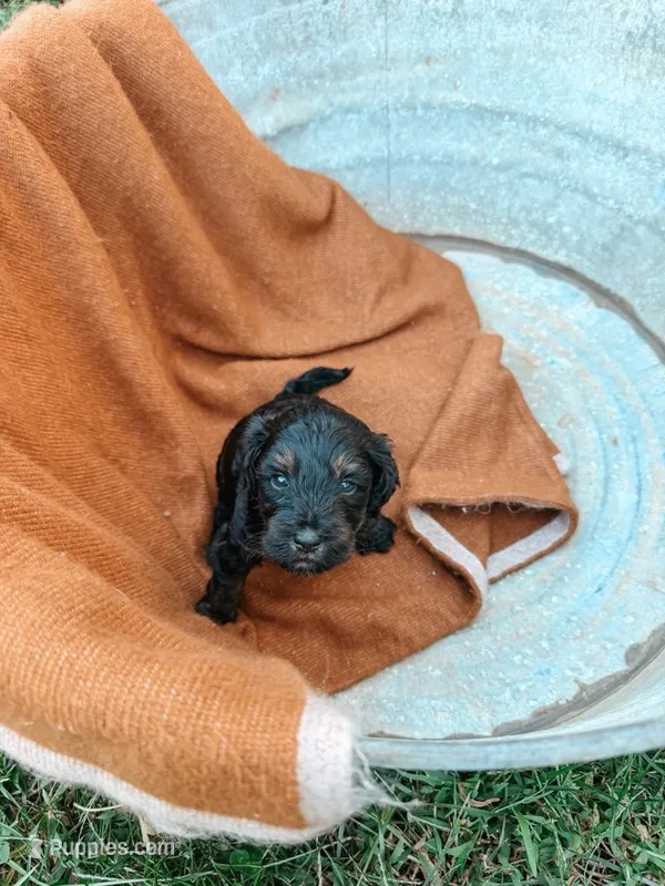 Hank – Miniature Aussiedoodle puppy for sale in Tryon, NC