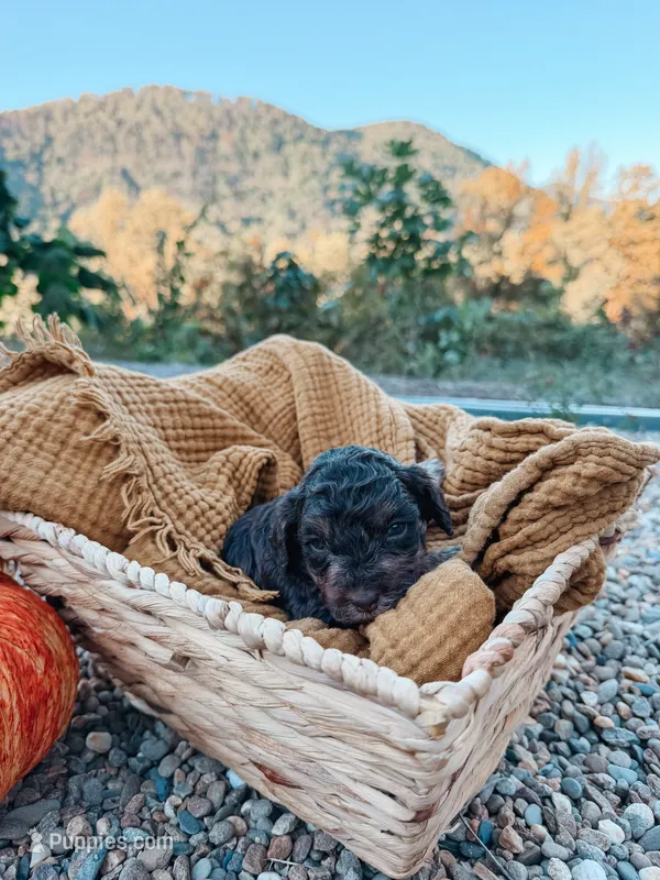 Copper – Miniature Aussiedoodle puppy for sale in Tryon, NC