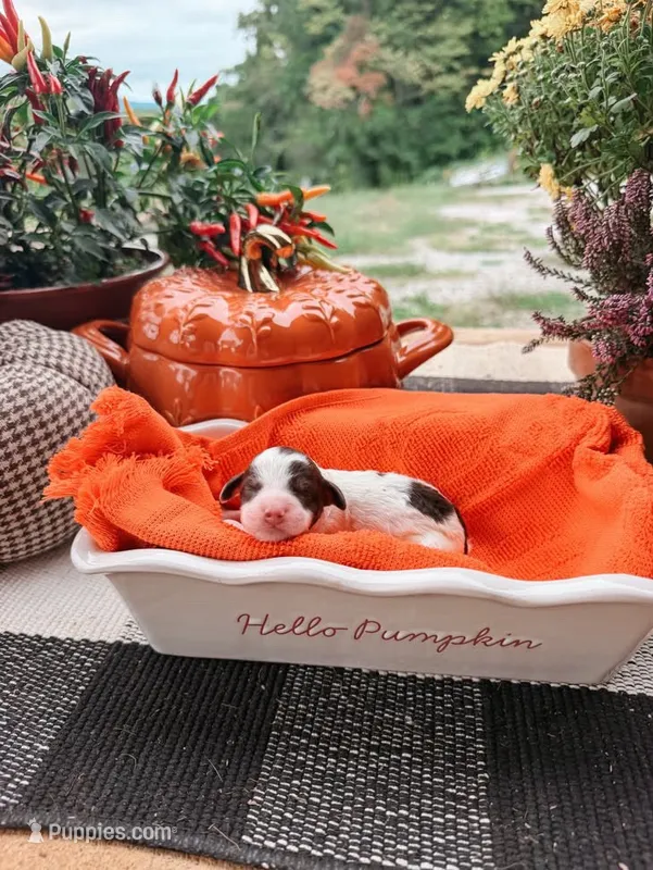 Oak – Miniature Aussiedoodle puppy for sale in Tryon, NC