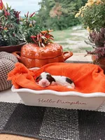 Oak, a male Miniature Aussiedoodle for sale in Tryon, NC – 1 of 1