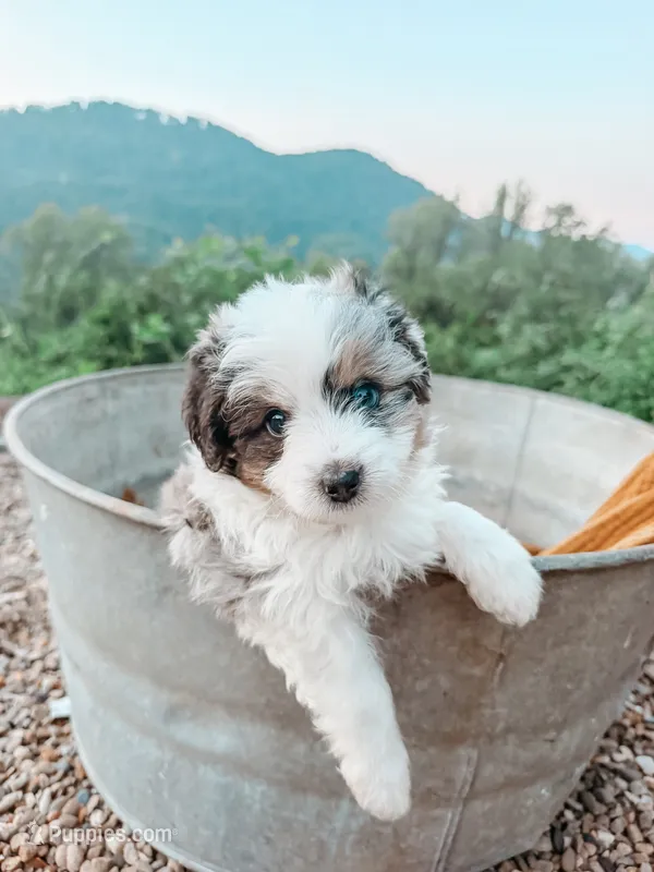 Bud – Miniature Bernedoodle, Miniature Aussiedoodle puppy for sale in Tryon, NC