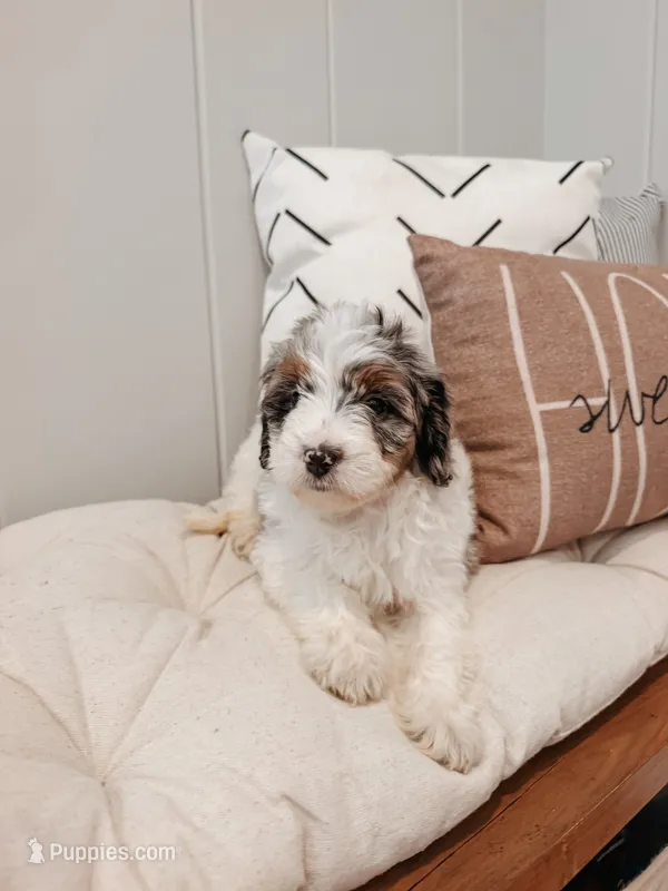 Reed – Miniature Bernedoodle, Miniature Aussiedoodle puppy for sale in Tryon, NC