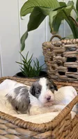 Reed, a male Miniature Bernedoodle and Miniature Aussiedoodle for sale in Tryon, NC – 2 of 4