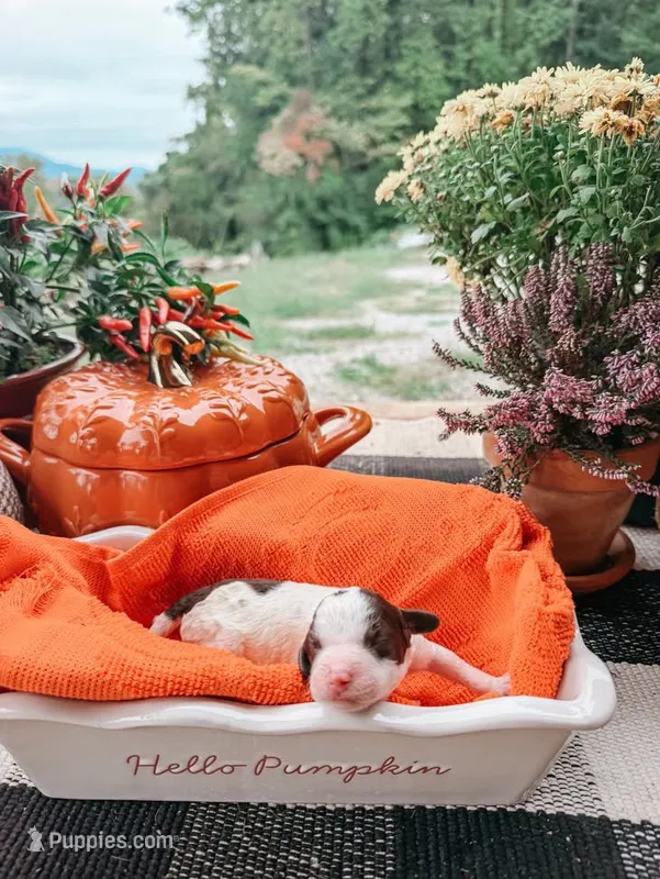 Autumn – Miniature Aussiedoodle puppy for sale in Tryon, NC
