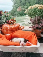 Autumn, a female Miniature Aussiedoodle for sale in Tryon, NC – 1 of 1