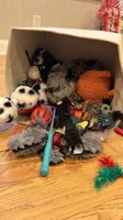 Nova, a female Miniature Bernedoodle and Miniature Aussiedoodle for sale in Tryon, NC – 4 of 7