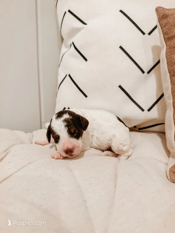 Autumn – Miniature Aussiedoodle puppy for sale in Tryon, NC