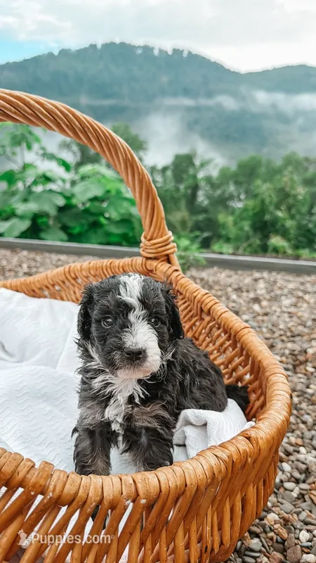 Nova – Miniature Bernedoodle, Miniature Aussiedoodle puppy for sale in Tryon, NC