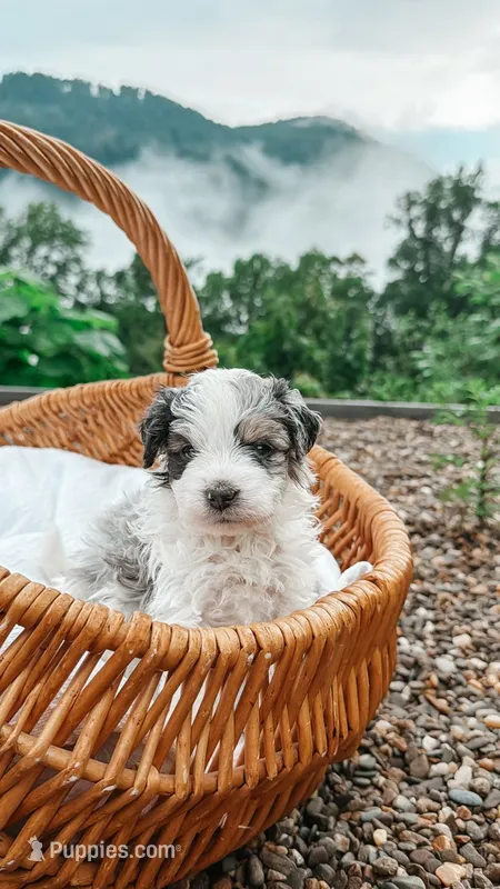 Bud – Miniature Bernedoodle, Miniature Aussiedoodle puppy for sale in Tryon, NC